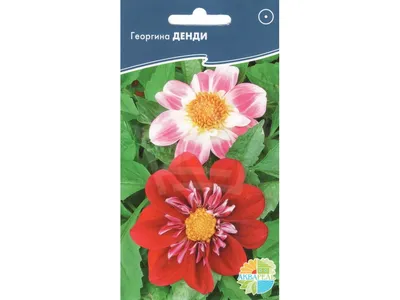 Buy Dahlia Flowers Seeds dandy Mix dahlia Variabilis 0,2g Natural Farmer's  Dream Георгина Дэнди Online in India - Etsy