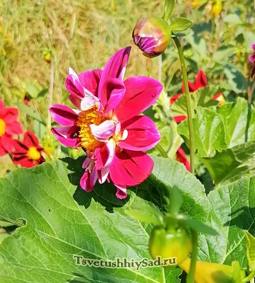 Обучение ландшафтному дизайну on Instagram: \"Георгины Денди - это  прекрасные цветы, которые могут добавить изысканности и красоты в любой  сад. ‼️ Однако, чтобы получить от них максимальное удовольствие и  наслаждение, необходимо уделить