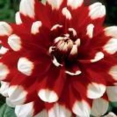 Цветки ` дуэта ` георгина стоковое фото. изображение насчитывающей сад -  128337380