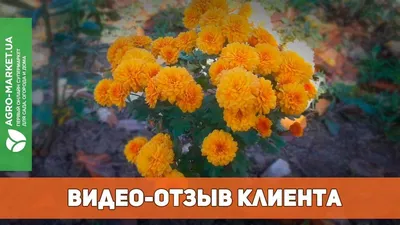 Георгина Дуэт Mix 0.25 г Gl Seeds (ID#541190545), цена: 10 ₴, купить на  Prom.ua