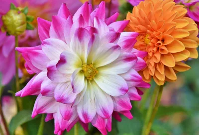 Сорта однолетних георгин: фото цветов, популярные сорта