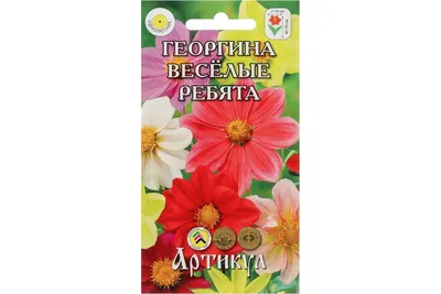 Однолетние георгины: фото, популярные сорта, выращивание и уход | Антонов  сад - дача и огород | Дзен