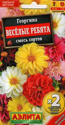 Георгины однолетние, Георгины Агрофирма Аэлита Однолетник - купить по  выгодным ценам в интернет-магазине OZON (1021671684)