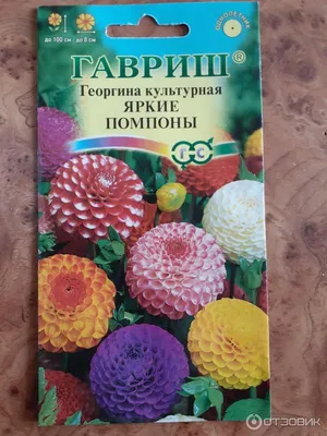 Георгина Кармен смесь сортов, Аэлита - «Низкорослые георгины разных  расцветок. Пышные кусты украшение сада! » | отзывы