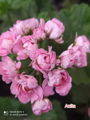 Пеларгония Анита: описание и фото цветка, посадка и ухо