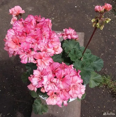 irina_gomel_pelargonii | Gomel