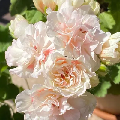 Пеларгония сорт:Анита Постоянное цветёт цена 300с #перицветы #перитоктогул  | Instagram