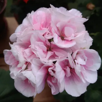 Pelargongaraget - Timeline | Potted geraniums, Desert rose plant, Geranium  plant