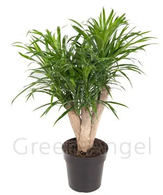 Pelargonium \"Anita\" (22 foto): descrizione della varietà di geranio,  caratteristiche di cura
