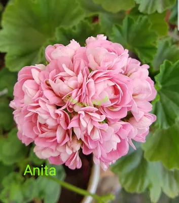 Розебудная пеларгония Anita (ID#664136819), цена: 70 ₴, купить на Prom.ua