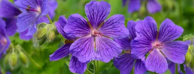 Герань крупнокореневищна (Geranium macrorrhizum)