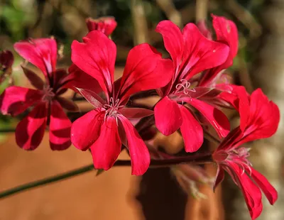 Купить Герань крупнокорневищная (Geranium macrorrhizum) от 499 руб. в  интернет-магазине Архиленд с доставкой почтой по Москве и в регионы