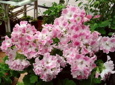 Герань (пеларгония садовая) (Pelargonium x hortorum)