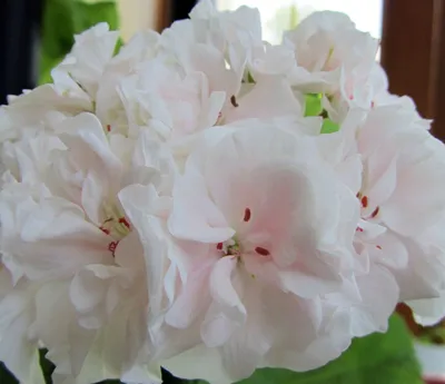 Цветы для вашего сада: пеларгония (герань) | Интернет-магазин Флорс ХМАО