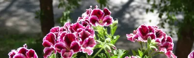 Лучшие сорта королевской пеларгонии: описание и фото | Интернет-магазин  садовых растений