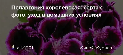 Пеларгонія королівська рожева з червоною плямою (С 1,2л) купить саженцы по  лучшей цене в Украине: описание, фото в интернет магазине Спасский питомник