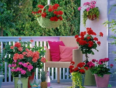 Герань на балконе | Уютный дом своими руками | Pflanzen, Dekoration, Haus  dekoration
