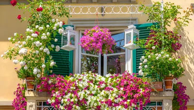 Колибри - У меня на балконе цветёт герань. Спасибо Всем, кто оценит!!!)) |  Facebook