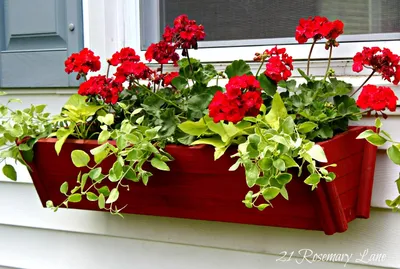 Когда заносить цветы с балкона в дом? При какой температуре стоит заносить  растения в дом? - YouTube