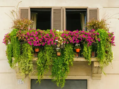 Герань у меня на балконе цветет круглый год, а на дачи радует соседей |  Своими руками- делаем сами | Дзен