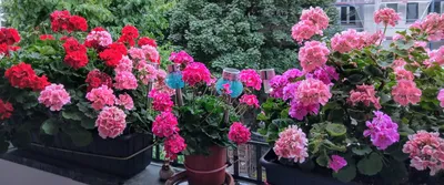 Огород и сад на балконе для начинающих своими руками: как сделать домашний  мини огород или посадить цветы на балконе дома - Дом и уют - Журнал Домклик
