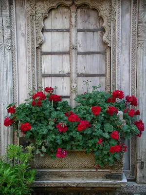 Пеларгония ( Герань) — балконный ящик — Рассада цветов и овощей.