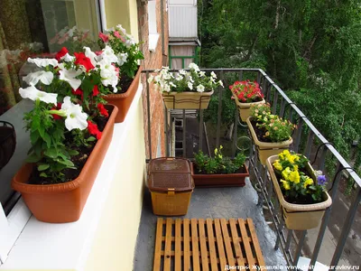 BB.lv: Какие цветы посадить на балконе: ТОП–5 неприхотливых растений