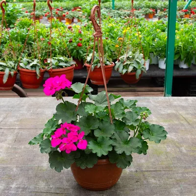 Топ-10 цветов для выращивания на балконе | Полезные статьи от Julia-Flower