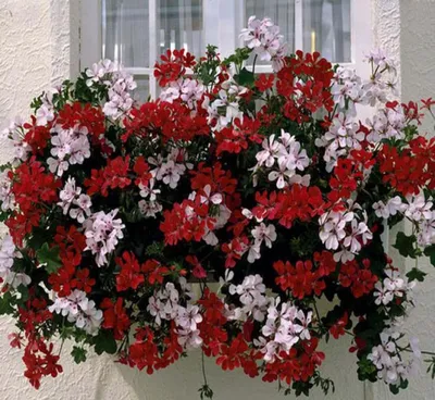 Искусственная Герань 35 см, красные и розовые цветы, искусственное растение  для свадьбы, сада, дома, Рождественский Декор | AliExpress