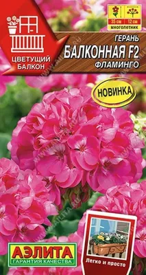 4 шага по уходу за геранью на балконе. Уход за балконной пеларгонией ( геранью) | Герань Пеларгония | Дзен