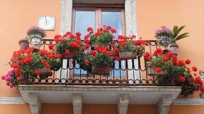 Герань на балконе фото фото