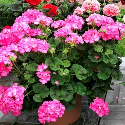 Купить семена Герань Vision Pink Apex садовая 3шт. в интернет-магазине  недорого с доставкой - Интернет-магазин «СЕМЕНА ТУТ»
