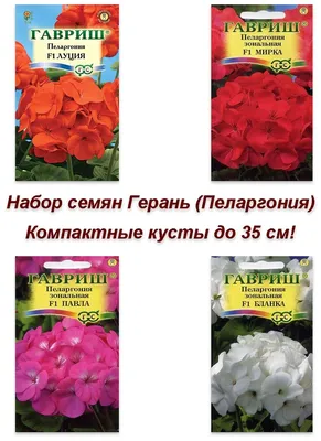пеларгония русский размер f1 (нк) 5шт купить в интернет-магазине, доставка  по России