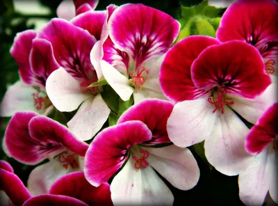 Купить семена Герань Ночь розовая — от НПО Сады Росcии