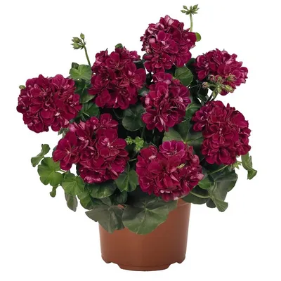 Пеларгония плющелистная Grandeur Ivy Red кашпо - Пеларгония - GardenPlants