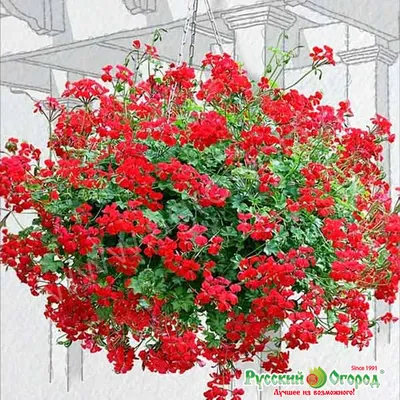 Пеларгония плющелистная \"Pelargonium\" купить по цене цена по запросу от  питомника саженцев и растений Центросад | Фото и консультация по уходу