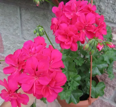 Пеларгония плющелистная ампельная (Pelargonium peltatum)