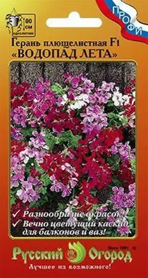 Пеларгония плющелистная (Герань) (Pelargonium peltatum) в кашпо d-23 см,  каталог, цены, фото - купить в Москве