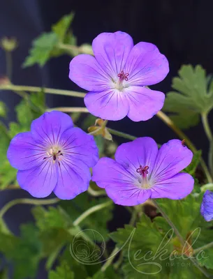 Герань гибридная (Geranium x hybridum `Rozanne`) - Герань гибридная - Герань  - Многолетники - Каталог - LESKOVO-PITOMNIK.ru