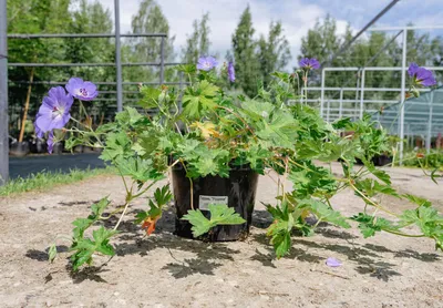 Герань гибридная Розанна с доставкой! 🌱 [Р794951]