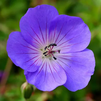 Geranium 'Rozanne' - Герань 'Розанна' - Питомник растений Спб