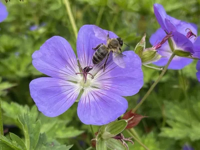 Герани : Geranium-Герань Rozanne