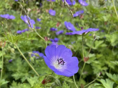 Герань гибридная \"Розанна\" (Geranium hibridum \"Rozanne\") - Питомник и  Садовый центр Русские Деревья