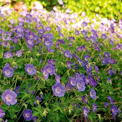 Geranium 'Rozanne' - Герань 'Розанна' - Питомник растений Спб