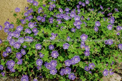 Герань гибридная 'Rosanna' (Geranium hybrida 'Rosanna') - Северная Флора