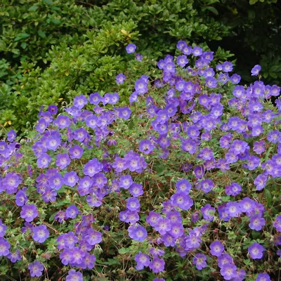 Герань Розанна Geranium Rozanne