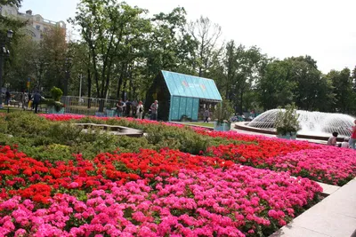 Купить Герань крупнокорневищная (Geranium macrorrhizum) от 499 руб. в  интернет-магазине Архиленд с доставкой почтой по Москве и в регионы