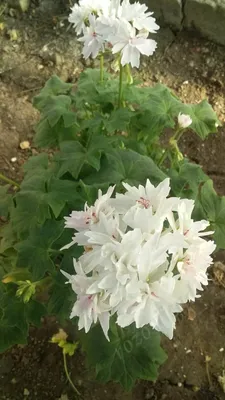 Цветок Пеларгония звездчатая – купить в Новосибирске, цена 150 руб.,  продано 6 сентября 2021 – Растения и семена