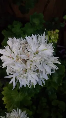 Таня М - Миниатюрная звездчатая пеларгония, очень цветливая #пеларгония  #geranium #пеларгонии #pelargonium #pelargon #flowers #цветы #герань |  Facebook