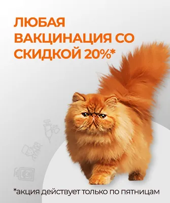 Сколько стоит лечение кошек, собак и енотов: 9 историй о дорогостоящей  медицинской помощи домашним животным